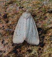 Image result for Photedes minima