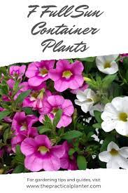 8 Full Sun Container Plants That Can Take A Scorching Summer Full Sun Container Plants Container Plants Petunias