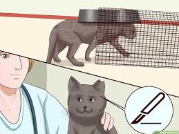Lots more natural cat deterrent tips available at sprinkle dried rosemary or lavender around your bedding plants or other problem areas for a quick and i thought it was interesting that cats, in general do not like lavendar. How To Repel Cats Wikihow