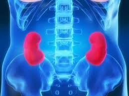 How Your Kidneys Work Healthy Kidneys Kidney Health Kidney Diet