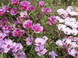 Wild Garden Seed Organic Azalea Mix Godetia Clarkia Seeds