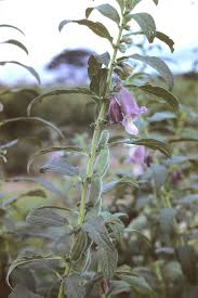 Image result for Sesamum