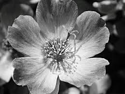 Foto fiori bianco e nero. Stampe Artistiche Quadri E Poster Con B W B N Bianco E Nero Fiori E Piante Fiori Fiore Hotel Natura Portulaca Primi Piani Primo Piano Ufficio Portulaca In Bianco E Nero