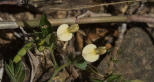 Image result for Aeschynomene glauca