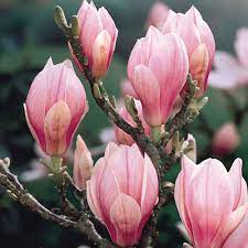 Buy Magnolia X Soulangeana J Parker Dutch Bulbs Magnolia Soulangeana Magnolia Flower Beautiful Flowers
