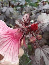 Image result for Hibiscus barbosae
