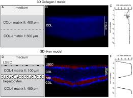 Digestive system of ruminant labeled. Plos Pathogens A New Human 3d Liver Model Unravels The Role Of Galectins In Liver Infection By The Parasite Entamoeba Histolytica