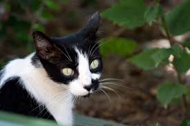 A cat's visual acuity is anywhere from 20/100 to 20/200, which means a cat has to be at 6 metres to see what an average human can see at 20 or 30 metres. Can Cats See Close Up Can Cats See In The Dark Can Cats See Color Little Miss Cat