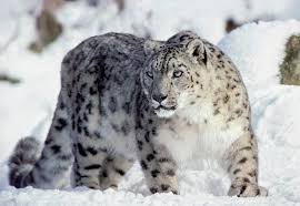 Did You Know That When It Snows My Eyes Did You Know That A Snow Leopard Can See 6 Times Better Than The Average Human In Low Light Eyefacts Snow Leopard