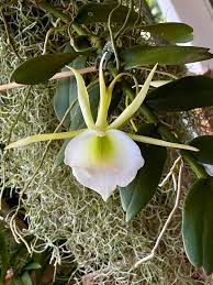Image result for Angraecum infundibulare