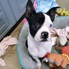 Recently you transported 3 cats, buster, huck and harry, from easthampton ma to little rock ar. How Measure Your Pet For Transport Long Distance