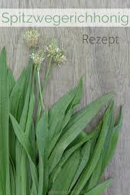 Spitzwegerichhonig Rezept Honig Heilpflanzen Spitzwegerich
