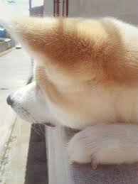 mayumi 秋田犬 いぬ 柴犬