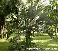 Image result for Latania loddigesii