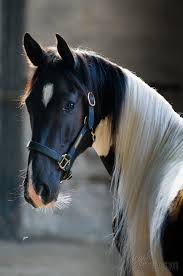 goodshapes barock pintos pretty horses horses beautiful horse pictures