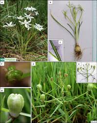 Image result for Ornithogalum