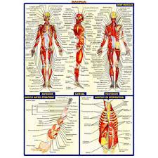 Welcome to innerbody.com, a free educational resource for learning about human anatomy and physiology. Human Anatomy System Muscles Map Silk Poster 13x18 24x32inch Medical Science Ebay