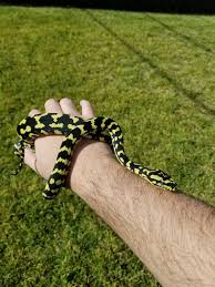 The axanthic morph is a recessive morph whereby the snake has the same markings as a traditional ball python. Reputable High Yellow Jungle Carpet Python Breeders Snakes