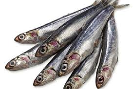 l' anchois | Poisson & crustacé | Bien manger selon les saisons