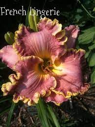 A Few Daylily Pics Daylily Forum Gardenweb Day Lilies Very Beautiful Flowers Lily Plants