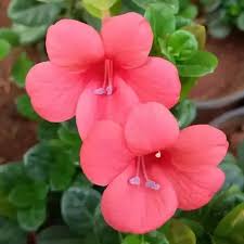 Image result for Barleria randii