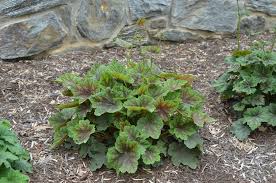 Image result for heuchera americana