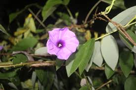 Image result for Ipomoea turbinata