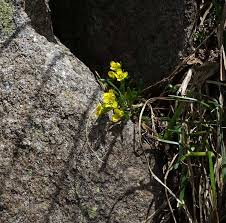 Flowers of the rockies range from drought tolerant succulents at lower elevations and latitudes to alpine specialists that may only awaken 8 weeks. Southwest Colorado Wildflowers Draba Graminea