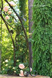 Maybe you would like to learn more about one of these? Growing My Roses Up Up And Away The Graceful Gardener