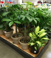 Money Trees At Lowes Plants Indoor Plants Money Trees