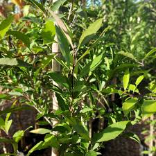 Image result for Ilex mitis