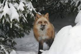 Educational Wolf Tours Columbia Nj Animal wildlife dog fox forest moon. educational wolf tours columbia nj