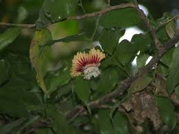 Image result for Napoleonaea angolensis