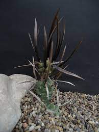 Paper spine cactus (tephrocactus articulatus var. Plantfiles Pictures Tephrocactus Species Paper Spine Cactus Tephrocactus Articulatus Var Papyracanthus By Kell