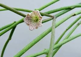 Image result for Cynanchum orangeanum