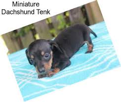 Check spelling or type a new query. Miniature Dachshund Puppies For Sale In Pennsylvania Agriseek Com