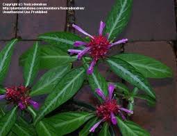 Image result for Justicia rodgersii