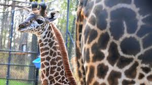 Tas designbuild's giraffe condos was slated to be 34 storeys and located in the up and coming the junction area, toronto. Hello Baby Toronto Zoo Welcomes New Giraffe Arctic Wolf Pups Fox23 News