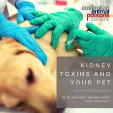 Maybe you would like to learn more about one of these? Pets Poisons And Kidney Injury Animal Poisons Helpline