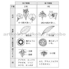 Web教材イラスト図版工房 R C2m 双子葉類と単子葉類の特徴 1