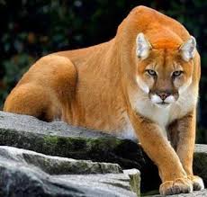 Puma 36 Pieces Animals Wild Wild Cats Animals Beautiful
