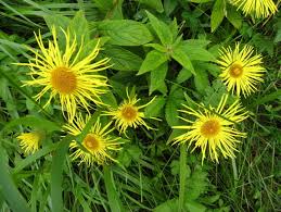 Image result for Inhambanella