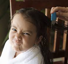 Since nits cannot live without the heat and humidity of the scalp, according to living with bugs, live ones are located very close to the scalp. Oh No It S Lice Everything Parents Need To Know Henry Ford Livewell