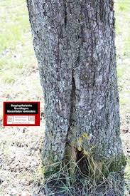Unsere redaktion ist ständig auf der suche nach neuen wörtern, um abzubilden. Baulexikon Begriff Frostbeule Bei Baumen Frostleiste Bei Baumen Baufachforum Baulexikon Seepark Pfullendorf Www Baufachforum D Bauwesen Baubeschlage Wdvs
