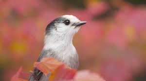 Check spelling or type a new query. Canada S New National Bird Is The Gray Jay Bbc News