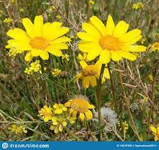 Chrysanthemum Flower Granules Best Flower Wallpaper