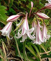 Image result for Crinum rautanenianum