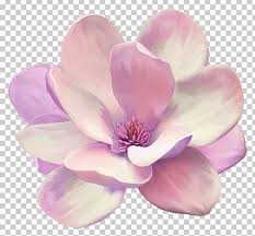 Flower Southern Magnolia Blossom Png Clipart Blossom Drawing Flower Flowering Plant Lilac Free Png Download Also, find more png clipart about illustrator clip art,magnolia flower clip art,tropical clip art. flower southern magnolia blossom png