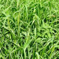 Image result for Setaria restioidea
