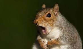 They are especially fond of tomatoes, beans. How To Keep Squirrels Out Of The Garden The 4 Ways To Keep Squirrels Away Express Co Uk
